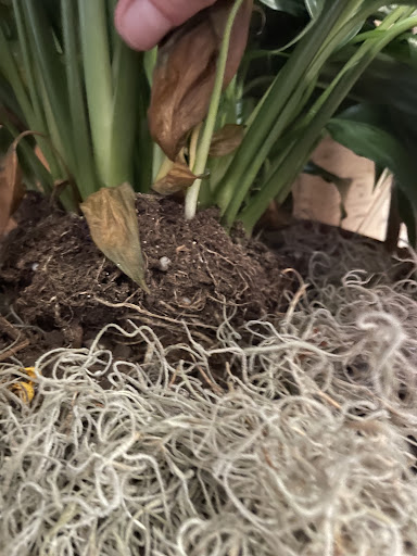 Florist «Hummingbird Flowers & Gifts», reviews and photos, 4861 W Spencer Field Rd, Pace, FL 32571, USA