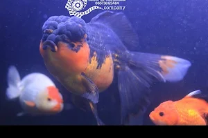 Goldenfish koki pandaan image