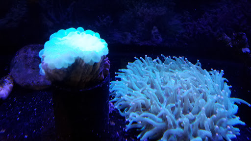 Pet Store «Movie Vault & PETropoliS live», reviews and photos, 1296 Anderson City Rd, Lawrenceburg, KY 40342, USA