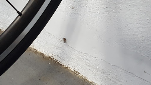 Bicycle Store «Fast Bicycle», reviews and photos, 2274 Alum Rock Ave, San Jose, CA 95116, USA