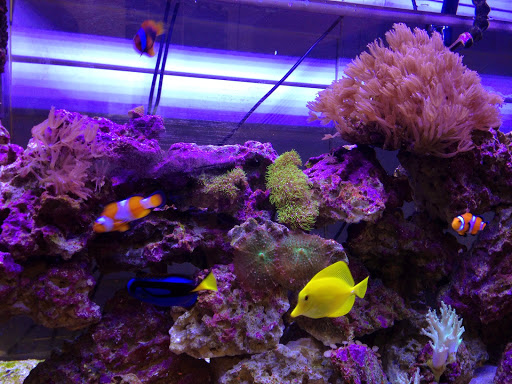 Tropical Fish Store «Hooked On Reefs», reviews and photos, 228 Hibiscus St #1, Jupiter, FL 33458, USA