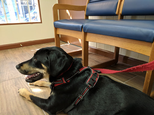 Animal Hospital «Blue Cross Pet Hospital», reviews and photos