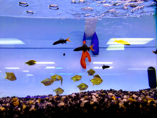 Tropical Fish Store «Monfort Aquarium & Pet», reviews and photos, 6520 Colerain Ave, Cincinnati, OH 45239, USA