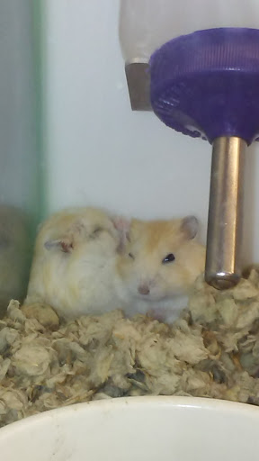 Pet Supply Store «Petco Animal Supplies», reviews and photos, 1203 SE Everett Mall Way f, Everett, WA 98208, USA