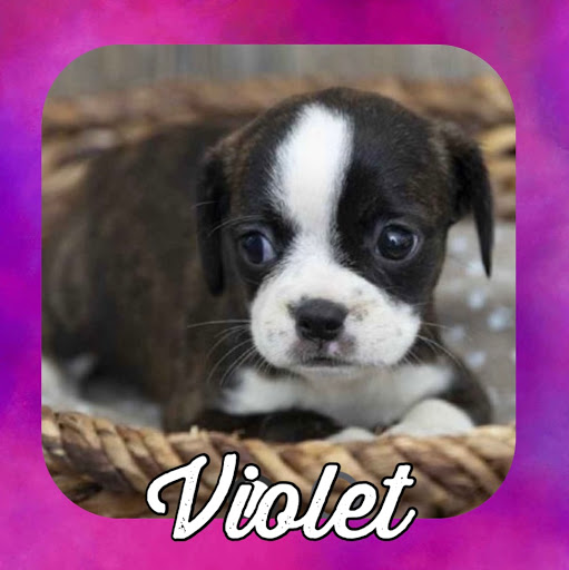 Pet Store «Pet Express», reviews and photos, 250 Granite St, Braintree, MA 02184, USA