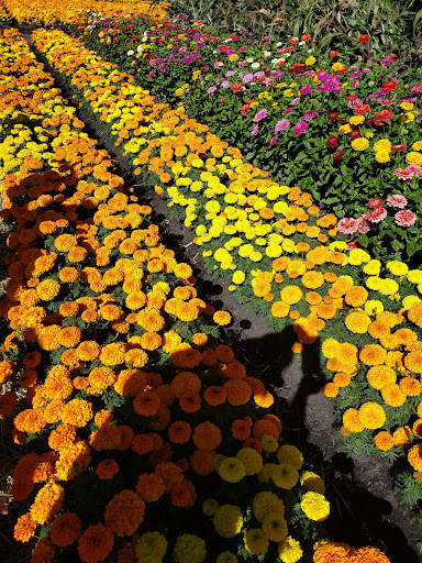 Pumpkin Patch «Spina Farms», reviews and photos, Santa Teresa Blvd, Morgan Hill, CA 95037, USA