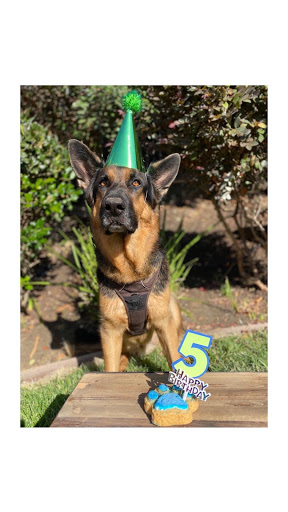 Pet Supply Store «Haute Dogs Boutique & Barkery», reviews and photos, 507 Georgia St, Vallejo, CA 94590, USA