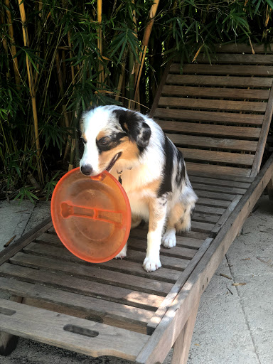 Pet Boarding Service «All About Pets», reviews and photos, 130 Arrow Rd #102, Hilton Head Island, SC 29928, USA