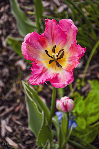 Park «North Shore Beach Park», reviews and photos, 1040 W North Shore Ave, Chicago, IL 60626, USA