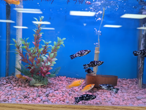 Pet Store «Fontana Tropical Fish & Pets», reviews and photos, 9830 Sierra Ave, Fontana, CA 92335, USA