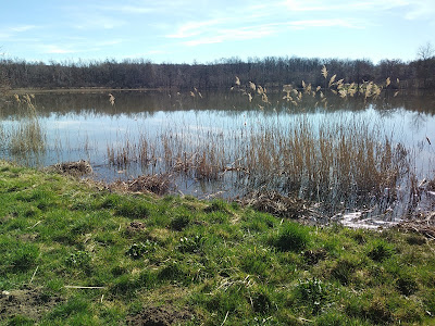 Etang Moule à Chatonnay