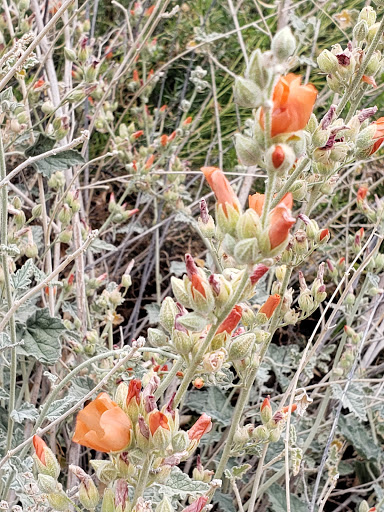 National Reserve «Riparian Preserve at Water Ranch», reviews and photos, 2757 E Guadalupe Rd, Gilbert, AZ 85234, USA