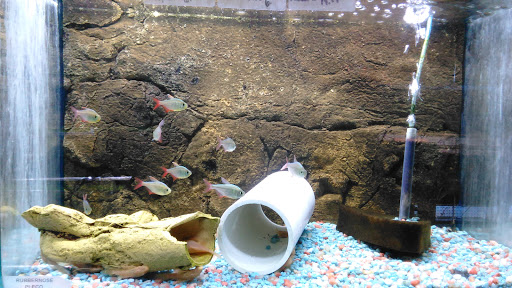 Tropical Fish Store «Pass Road Pet Center (Just Fish)», reviews and photos, 1939 Pass Rd, Biloxi, MS 39531, USA