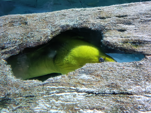 Aquarium «SEA LIFE Kansas City», reviews and photos, 2475 Grand Blvd, Kansas City, MO 64108, USA