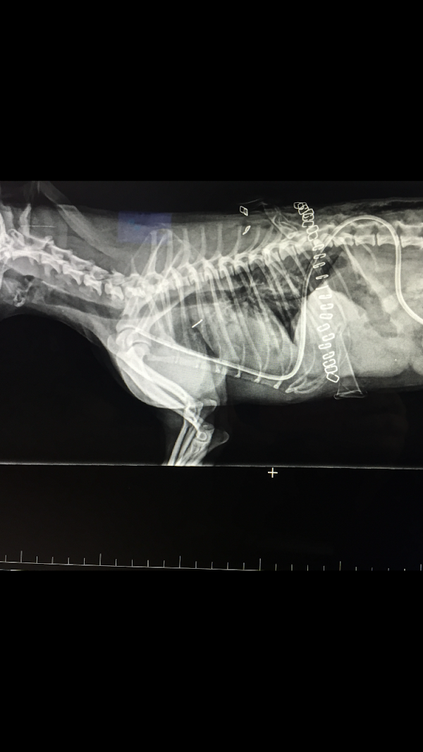 Imagen de Centro Veterinario Stolz (17 de 17)