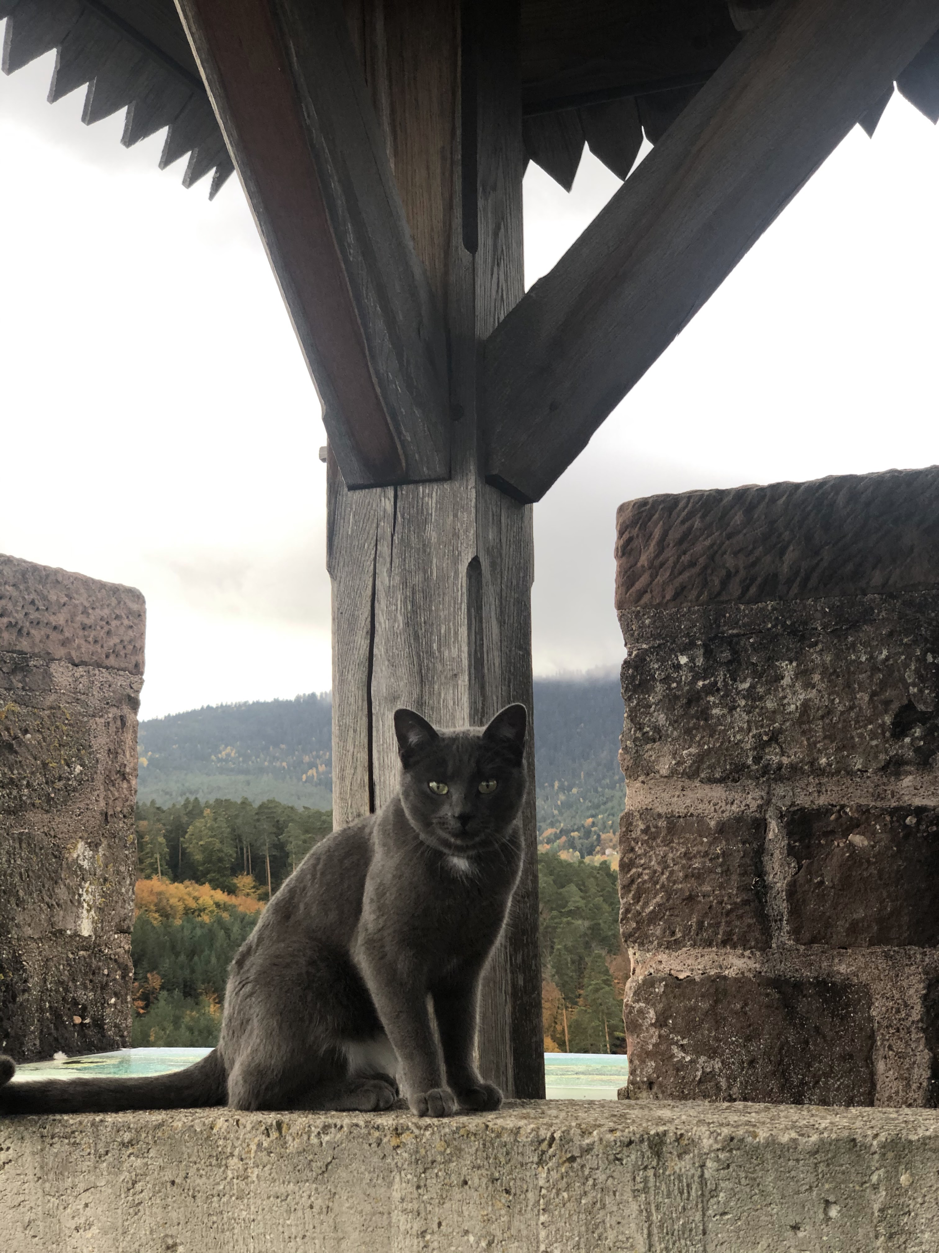 Photo n° 2 de l'avis de Valeriia. fait le 16/11/2020 à 14:55