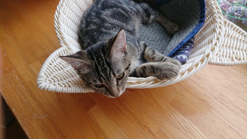 保護ねこcafe Familia カフェファミリア 広島県福山市南蔵王町 カフェ 喫茶 グルコミ