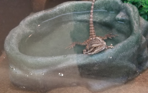 Pet Supply Store «PetSmart», reviews and photos, 250 Grossman Dr, Braintree, MA 02184, USA