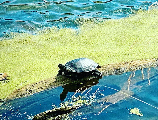State Park «Radnor Lake State Park», reviews and photos, 1160 Otter Creek Rd, Nashville, TN 37220, USA