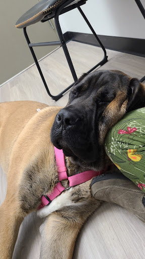 Pet Supply Store «Pet Club Cave Creek», reviews and photos, 4725 E Carefree Hwy, Cave Creek, AZ 85331, USA