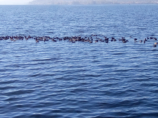 Park «Juanita Beach Park», reviews and photos, 9703 NE Juanita Dr, Kirkland, WA 98034, USA