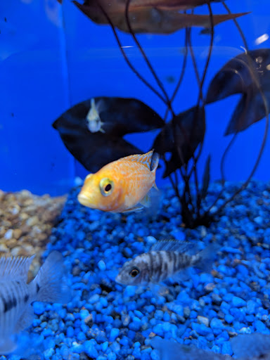 Pet Supply Store «Pet Supermarket, Inc.», reviews and photos, 598 N McCarran Blvd, Sparks, NV 89431, USA