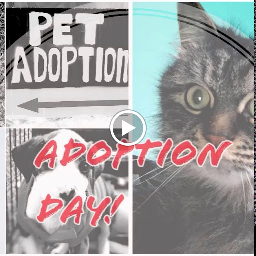 Pet Store «Pet Nation Llc», reviews and photos, 1898 Andorra St, Navarre, FL 32566, USA