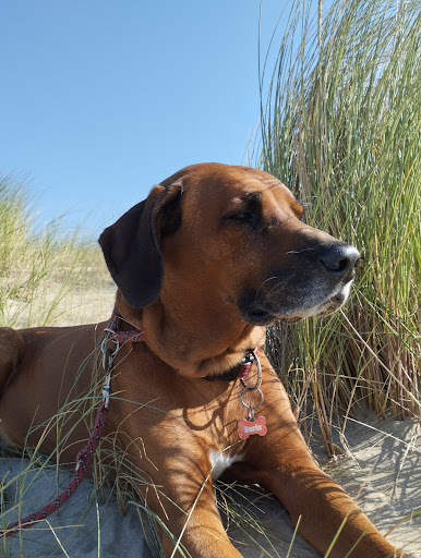 Dr.med.vet. Michael Kugel veterinarian unter Alsdorf, 