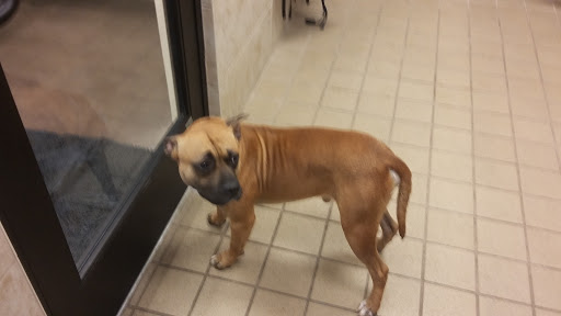 Pet Supply Store «Pet Supplies Plus», reviews and photos, 1616 Precinct Line Rd, Hurst, TX 76054, USA