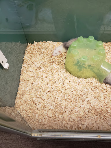 Pet Store «Lake City Pets and Supplies & Grooming», reviews and photos, 1101 US-90, Lake City, FL 32055, USA