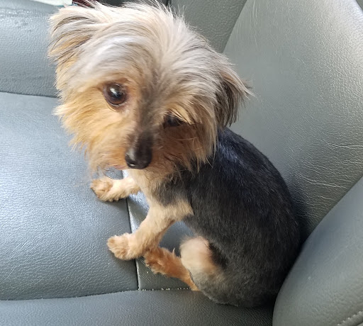 Pet Supply Store «PetSmart», reviews and photos, 42 Southgate Square, Colonial Heights, VA 23834, USA