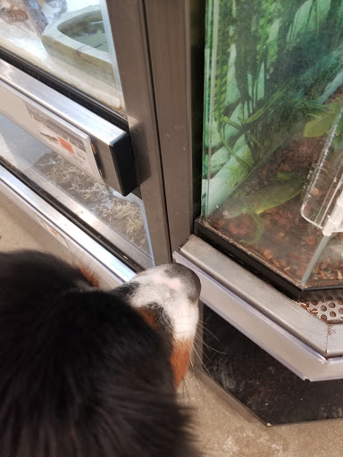 Pet Supply Store «Petco Animal Supplies», reviews and photos, 4840 N Pulaski Rd #100, Chicago, IL 60630, USA