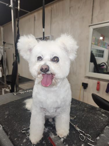 The Dog Groomer