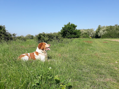 Au Fil des Animaux - éducatrice comportementaliste chiens, chats, lapins à Vertaizon