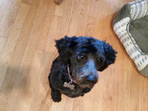 Pet Supply Store «Pet Supplies Plus», reviews and photos, 2649 E Grand River Ave, Howell, MI 48843, USA