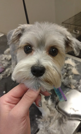 Pet Groomer «Spoiled Petz Pet Store and Grooming», reviews and photos, 12030 Donner Pass Rd #1, Truckee, CA 96161, USA