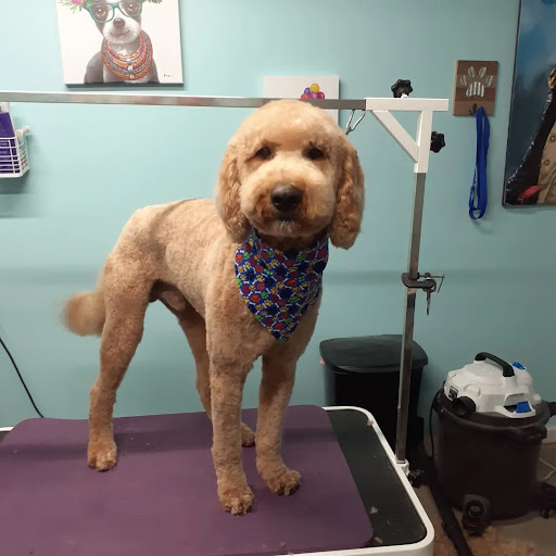 Danielle's dog grooming