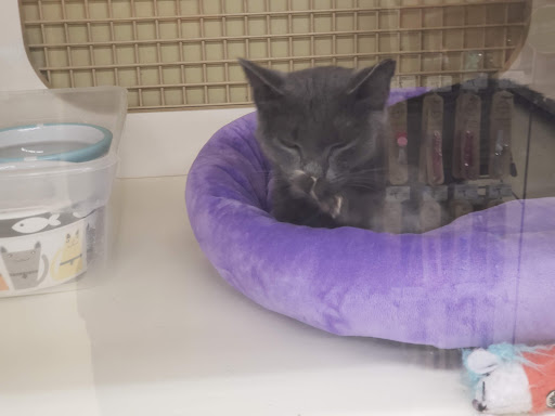 Pet Supply Store «Petco Animal Supplies», reviews and photos, 4030 N MacArthur Blvd #200, Irving, TX 75038, USA