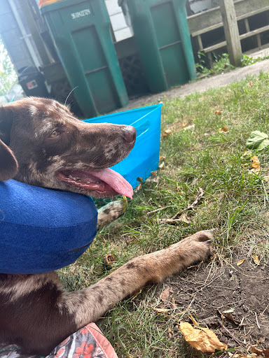 All Pets Veterinary Clinic image