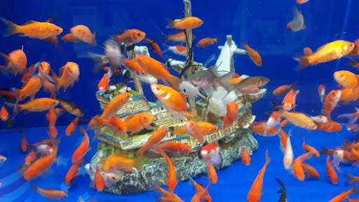 Pet Supply Store «PetSmart», reviews and photos, 2858 Willamette St, Eugene, OR 97405, USA