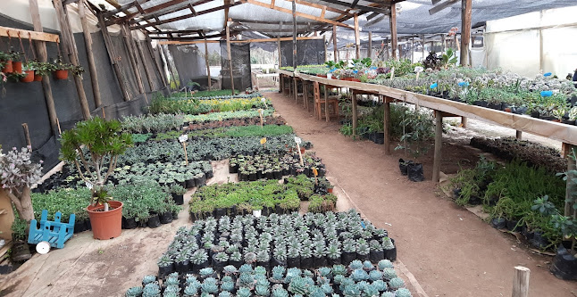 Opiniones de Vivero El Arte De Las Suculentas en Nogales - Centro de jardinería