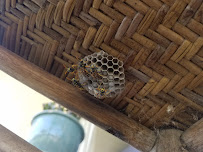 Valley Pest Solutions - Photo 8 - Car repair in , Stockton