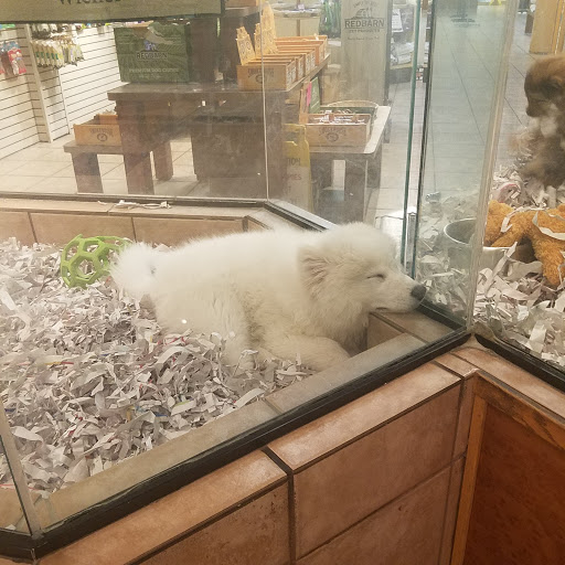 Pet Store «Animal Kingdom», reviews and photos, 4500 N Oracle Rd #254, Tucson, AZ 85705, USA