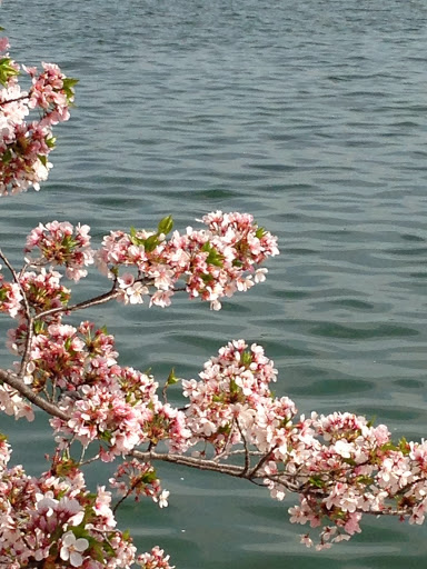 Memorial Park «Martin Luther King, Jr. Memorial», reviews and photos, 1964 Independence Ave SW, Washington, DC 20024, USA