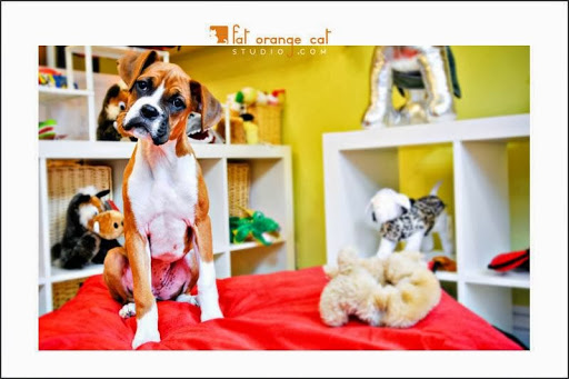 Pet Store «Pawsh Dog Boutique», reviews and photos, 31 Gloucester St, Boston, MA 02115, USA