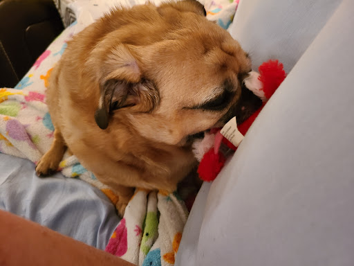 Pet Supply Store «Petco Animal Supplies», reviews and photos, 2365 NW Kings Blvd, Corvallis, OR 97330, USA