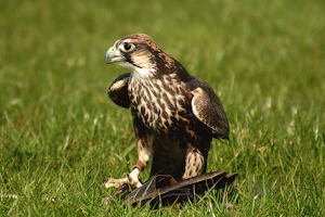 Falconry Ireland image