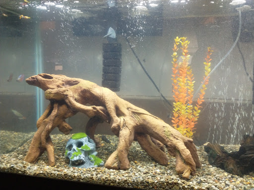 Tropical Fish Store «Reef Life Aquariums», reviews and photos, 5511 US-280 #310, Birmingham, AL 35242, USA