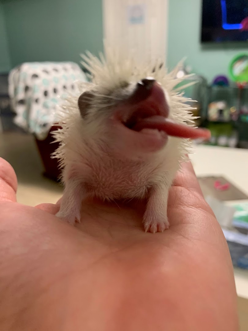 Prickle Pack Hedgehogs - Hedgehog Breeders in Illinois