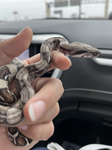 Reptile Store «Reptile Pets Direct», reviews and photos, 8088 Pat Booker Rd, Live Oak, TX 78233, USA